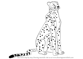 How to draw a cheetah: Learn How To Draw A Cheetah Sitting Big Cats Step By Step Drawing Tutorials