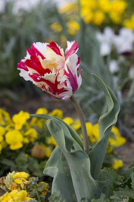 Mga resulta ng larawan para sa Tulip (Flaming Parrot cultivar)"