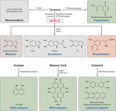 We did not find results for: Melanosomes Biogenesis Properties And Evolution Of An Ancient Organelle Physiological Reviews