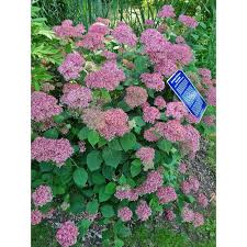 Image result for Hydrangea arborescens Pink Anabelle