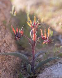 Image result for Ornithoglossum viride