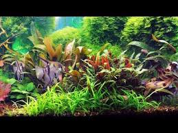 Does This Fish Work In My Community Tank Unboxing Edition Youtube Community Tanks Pet Fish Aquatic Plants