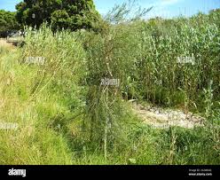 Image result for Psoralea arborea