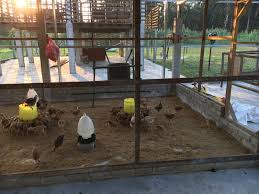 Ayam kampung tidak diberikan bahan kimia apapun sehingga. Reban Ayam