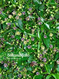 Image result for Periploca