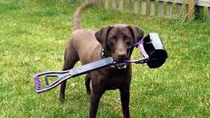 Pet waste removal companies will also offer to refresh the yard. Pooper Scoopers Of Springfield Pet Waste Removal Pet Waste Removal Service