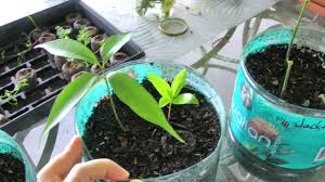 Top tropicals is not just a plant nursery; Sprouting Tropical Fruit Tree Seeds Jackfruit Lychee Abiu Soursop Youtube