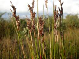 Image result for Restionaceae