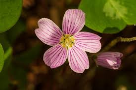 Image result for Oxalidaceae