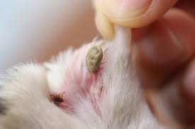 Image result for what do lice look like in dog fur