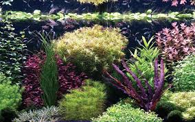 2019 aga aquascaping contest aquariums. Enchanting Aquascapes Aga Aquascape Winners 2017