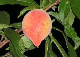 9 589 tykkäystä · 6 puhuu tästä. Peaches Ask The Green Genie