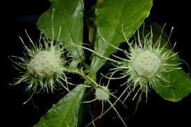 Image result for Dorstenia psilurus