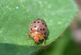 …beetle (epilachna borealis) and the mexican bean mexican bean beetle. Who Let The Bugs Out Purdue Entomology Insect Collect Supplies Specimen Mounting Identifying Displaying Preserve Labels