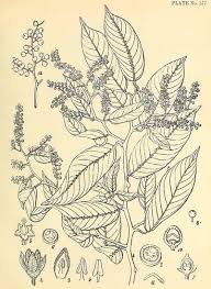 Image result for Embelia