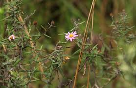 Image result for Athrixia