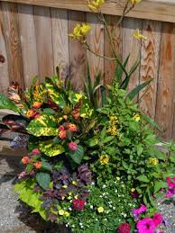 Tropical Container With Croton Tropical Garden Design Plants Plant Structure