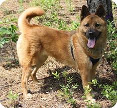 It is a loved dog in its homeland and has gained popularity in the us and canada. Forked River Nj Keeshond Meet Lucy Eurasier A Pet For Adoption