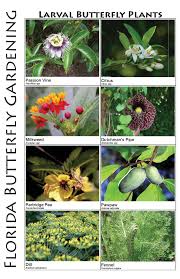Butterflies Butterfly Plants Of Central Florida Butterfly Plants Butterfly Garden Design Butterfly Garden Plants