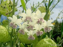 Balloonplant Balloon Cotton Bush Asclepias Physocarpa Ballonplan Plant Flower Asclepiasphysocarpa Asclepias Plants Trees To Plant