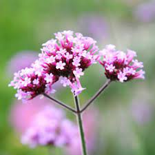 We did not find results for: Top 5 Perennials In The Southeast Howstuffworks