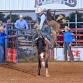 2026 LRC Rodeo — Lincoln Riding Club