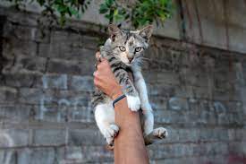How Bad Is It To Let Your Cat Outside Bloomberg