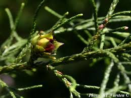Image result for Widdringtonia nodiflora