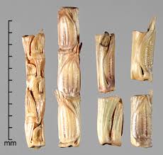 Image result for Rottboellia