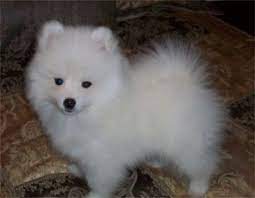 Pin On Puffy Precious Puppies