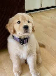 Golden Retriever Needs New Home Ckc Retriever Puppies Facebook