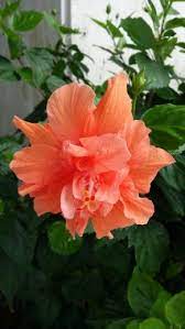 Triple Hibiscus Hibiscus Rosa Sinensis Hibiscus Flowers Beautiful Flowers