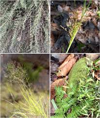 Image result for Panicum subalbidum