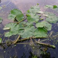 Image result for Hydrocotyle ranunculoides