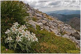 Gifs buon compleanno fiori per la ragazza immagini animate. Fiori Alta Quota Alpine Flowers Fiori Di Montagna Fiori Alpini Genziana Stella Alpina Nature Photography Macrofotograf Foto Naturalistiche Fiori Paesaggi