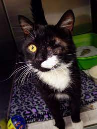 Chomper Has Been Here For About 2 Months Rehabilitating After Being Hit By A Car He Was A Stray Kitty Brought In By A Good Cat Adoption Cats And Kittens Cats