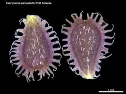 Image result for Prismatocarpus cordifolius