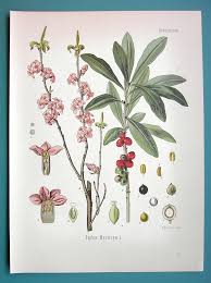 Image result for Daphne mezereum