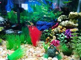 Bettas are carnivores and neon tetras are omnivores. Thought I Would Introduce You All To My Dragonscale Betta Finn And His Little Neon Tetra Buddy Jack Bettafish