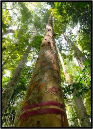 Image result for Pericopsis