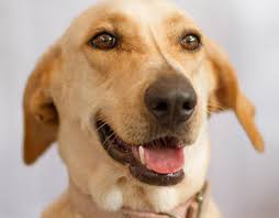 Search for rescue dogs for adoption. 46 Dogs And Puppies That Need Foster Or Forever Homes In Dubai What S On