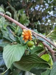Image result for Turraea floribunda