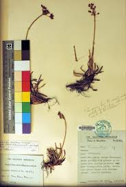 Image result for Vahlia dichotoma