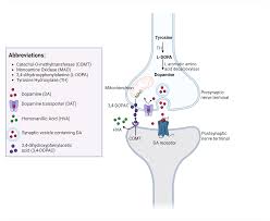 Image result for Dopamine