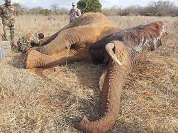 Treating and Translocating a Bull Elephant