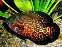 Harga ikan oscar paris red import. Kisaran Harga Ikan Oscar Batik Tiger Sekarang Ini