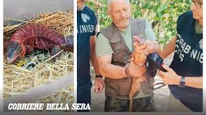 Trend Google: tegu argentino