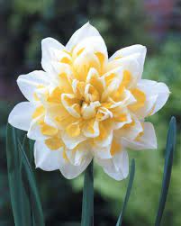Pin On Daffodils