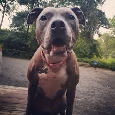 Follow Pitbulldogstuff Happy Gremlin Face Endbsl Pitbull Pitbullnation Pitbullsofinstagram Bluenose Bluenosepit B Pit Puppies Pit Dog Blue Nose Pitbull
