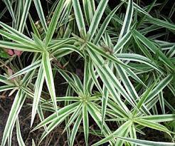 21 Beautiful Flowering Plants For Wet Soggy Spots In Your Garden Plants For Wet Soil Shade Plants Plants For Wet Areas